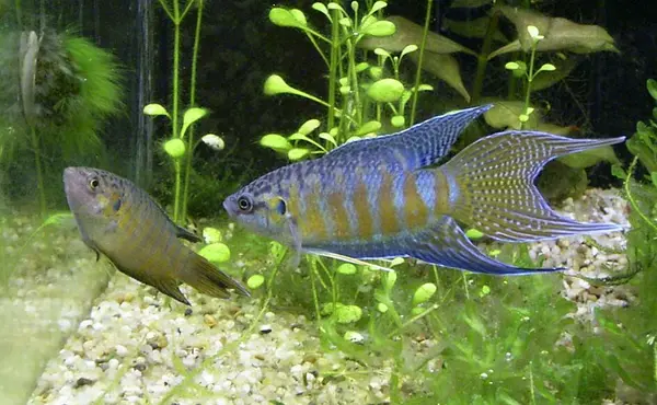 A pair of of paradise fish (Macropodus opercularis) in an aquarium. On the left is the female, and on the right is a male.