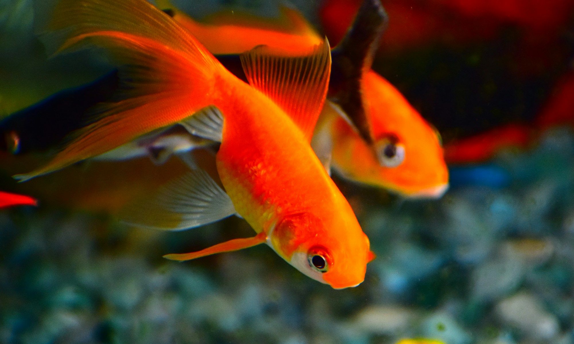 A pair of orange Fantail goldfish swimming in an aquarium