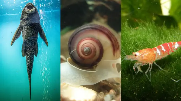 A three-panel composite showing the best cleanup crew for freshwater tanks: a Plecostomus fish suctioned to glass, a spiral snail, and a red and white striped shrimp