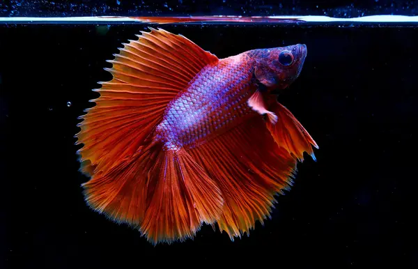 A Halfmoon Betta fish flaring and surfacing in an aquarium