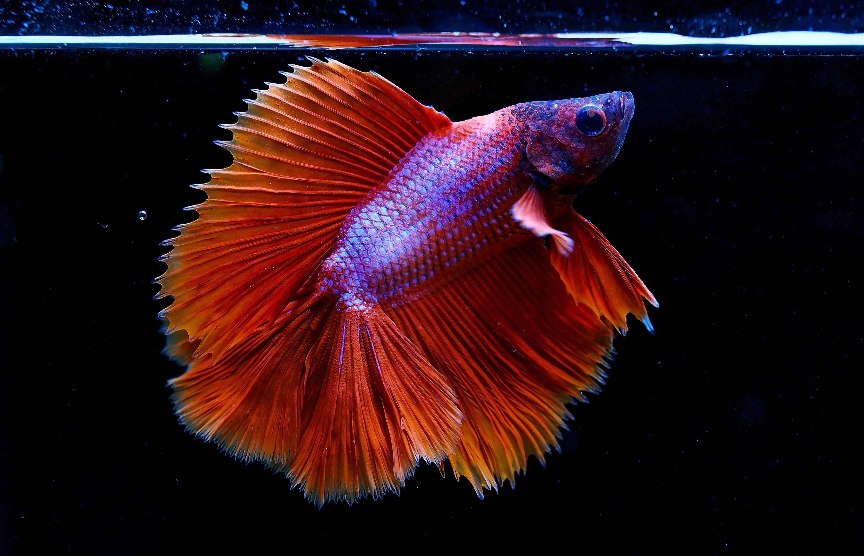 A Halfmoon Betta fish flaring and surfacing in an aquarium
