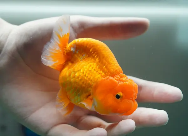 Bright orange ranchu goldfish resting in a human hand underwater, showing rounded body, flowing fins, and textured scales
