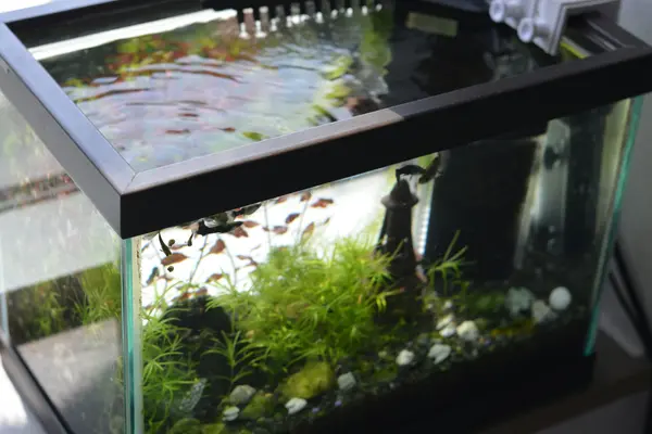 A clean, low-maintenance planted aquarium featuring a school of Guppies swimming among easy-care aquatic plants and a simple hang-on-back filter system