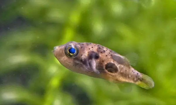A Dwarf Pea Puffer, also known as a Murder Bean, hovering in a lushly planted freshwater aquarium with a vibrant green background.