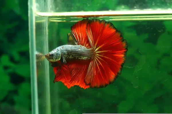 A vibrant red coloured Halfmoon Betta fish flaring in an aquarium