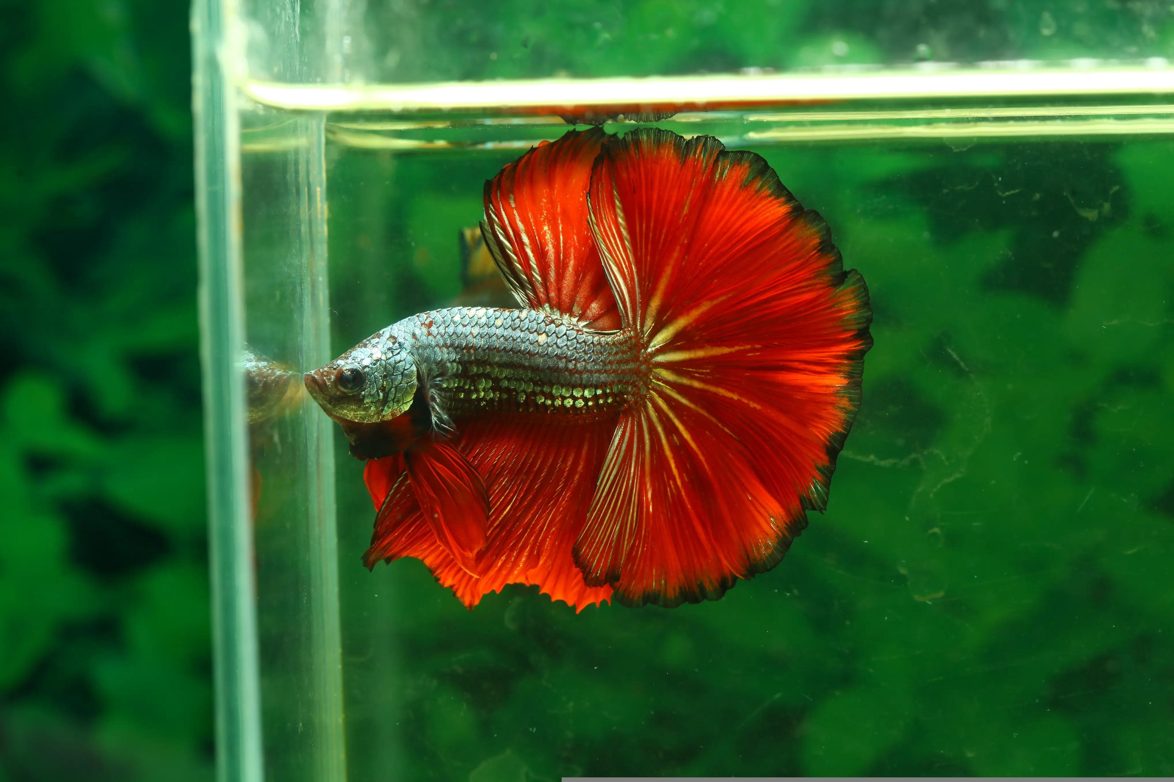 A vibrant red coloured Halfmoon Betta fish flaring in an aquarium