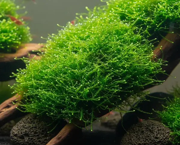Lush green Java moss (Taxiphyllum barbieri) growing on driftwood in a planted aquarium with Red Cherry Shrimp. Pearling shows how healthy the plant is.