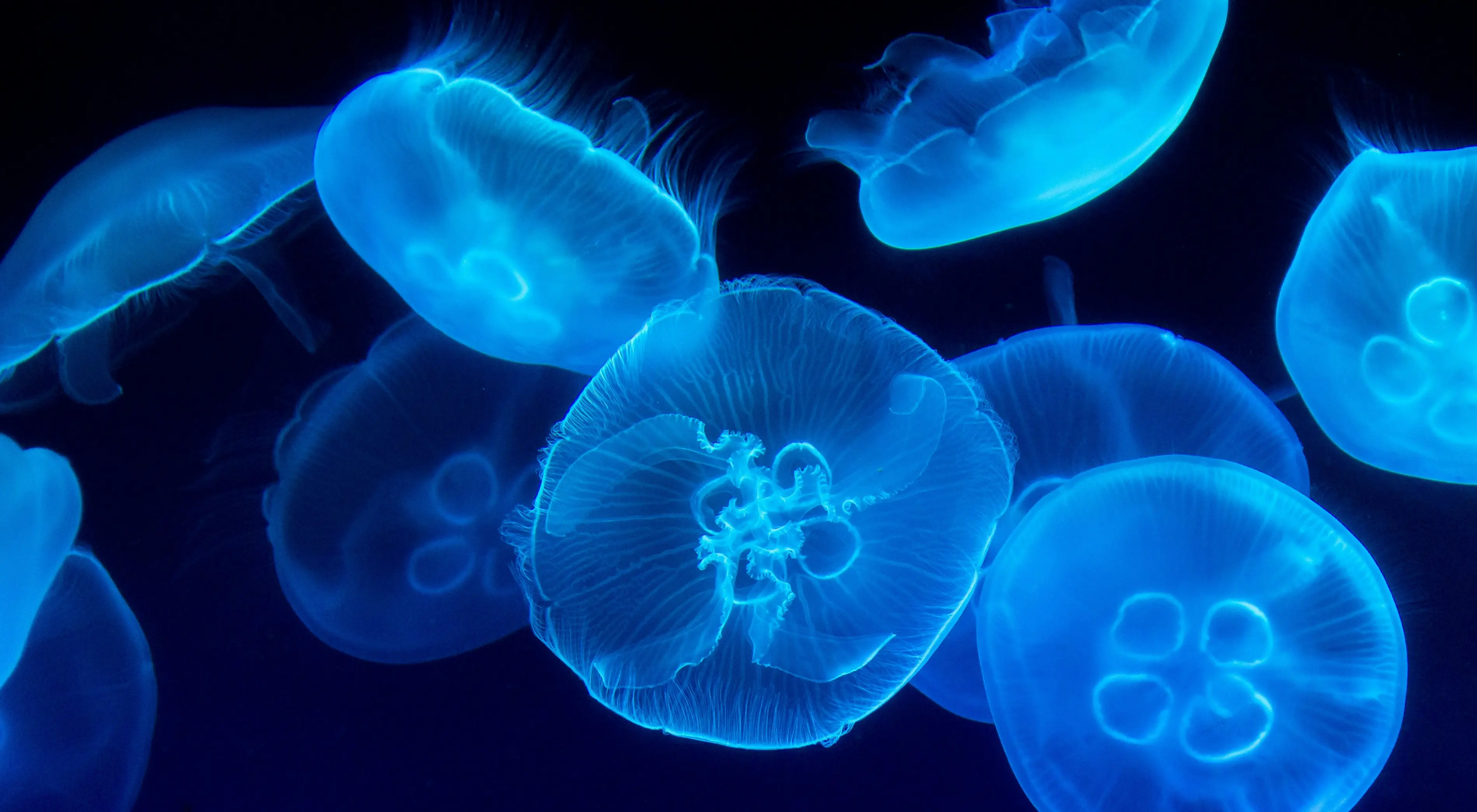 Guidarium Hero Image