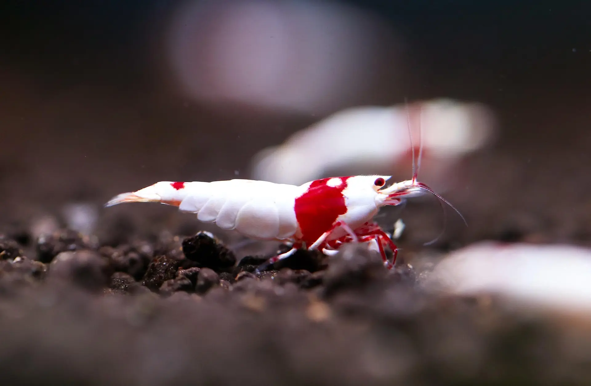 High-grade Mosura Crystal Red Shrimp with opaque white body and red head markings on a dark aquarium substrate.