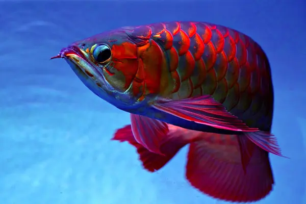 A Red Asian Arowana, turning in an aquarium
