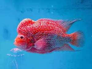 A beautiful Super Red Dragon (SRD) flowerhorn swimming in an aquarium