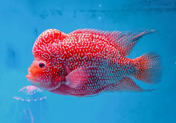 A beautiful Super Red Dragon (SRD) flowerhorn swimming in an aquarium