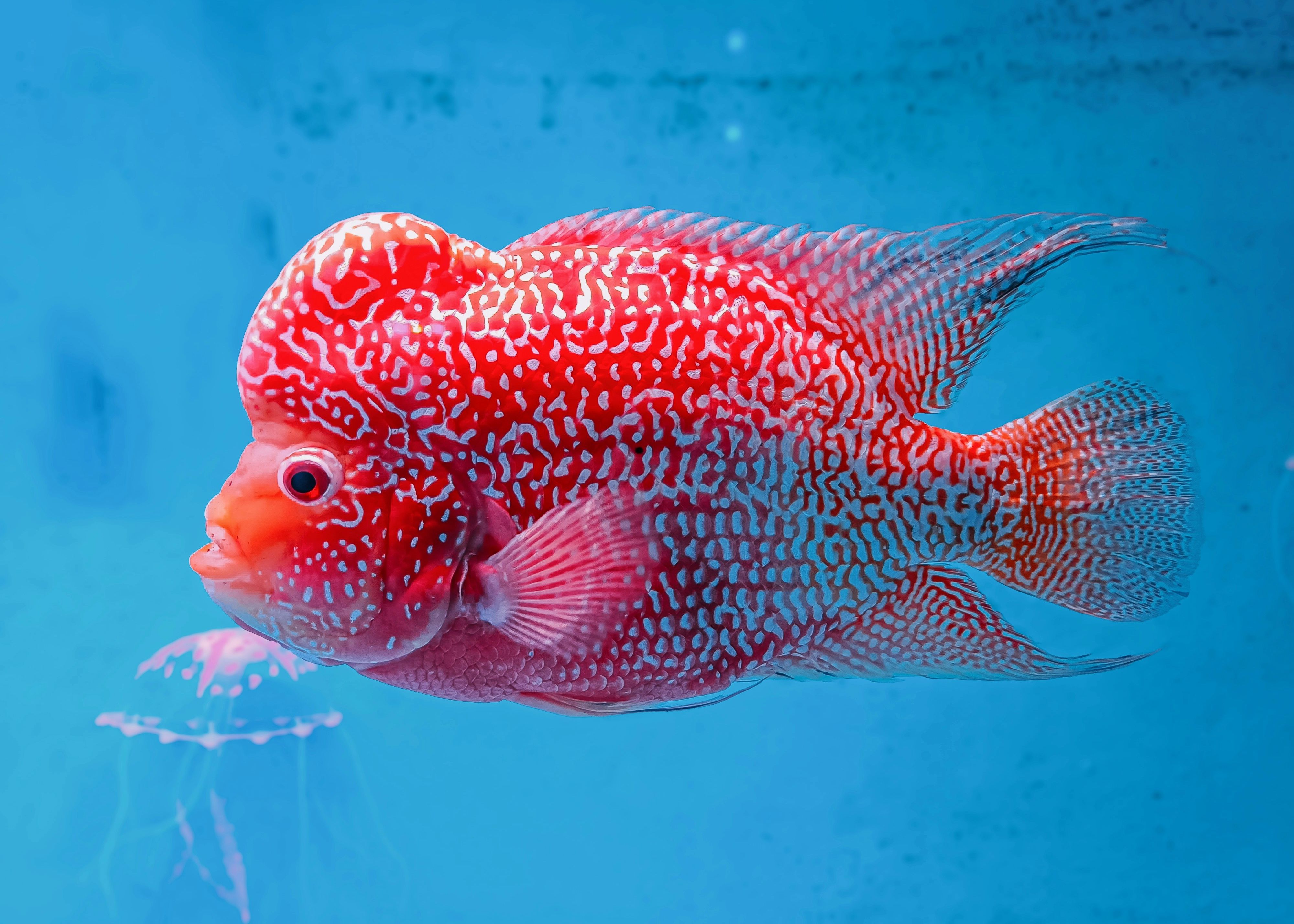 A beautiful Super Red Dragon (SRD) flowerhorn swimming in an aquarium
