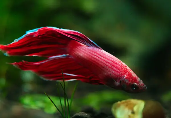 A beautiful red colored Veiltail Betta showing signs of fin clamp