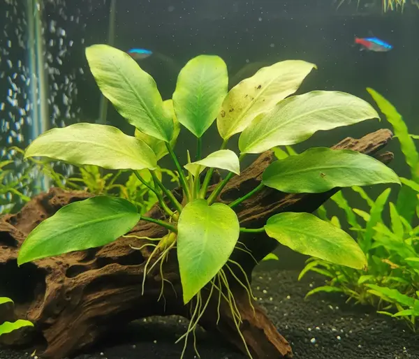 Anubias aquarium plant showing early sign of yellowing